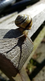 Close-up of snail