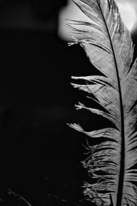 Close-up of a feather