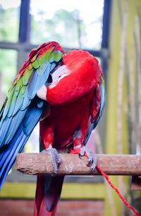 Close-up of bird perching on rope