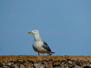 Seagull perching on a wall