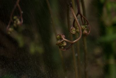 Close-up of raindrops on plant