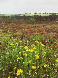 Scenic view of flowering plants on field against sky