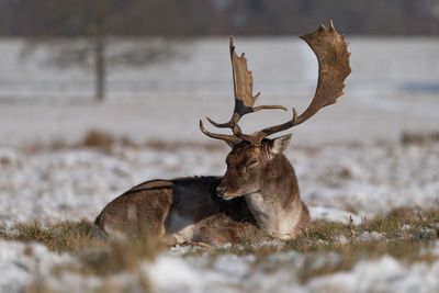 Deer resting on land during winter