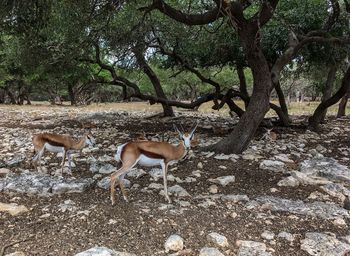 View of deer on field