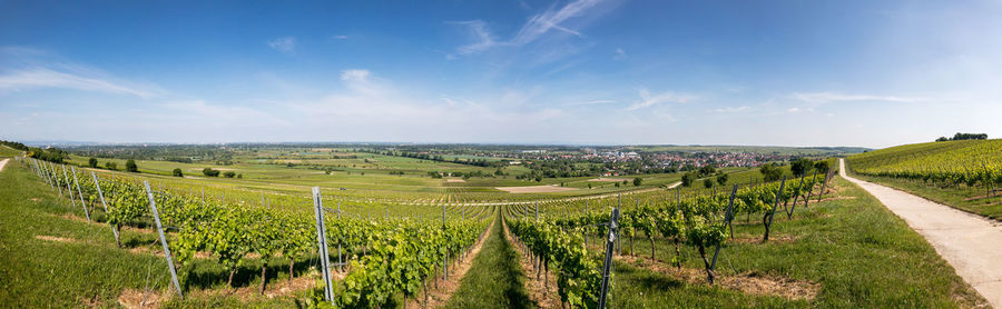 Panoramic view of vineyard against sky