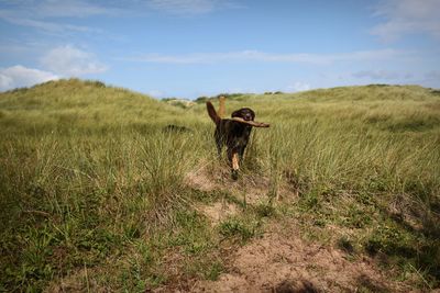 Dog in a field