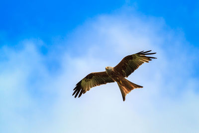 Low angle view of bird flying against sky