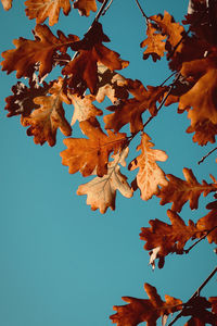 Low angle view of autumnal leaves against clear sky