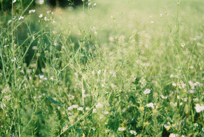 Close-up of plants growing on field