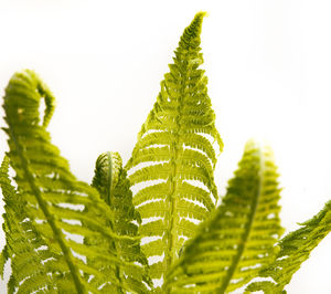 Close-up of green leaves on plant