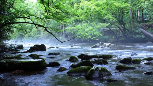 Scenic view of waterfall in forest
