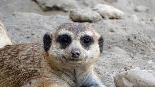 Close-up portrait of a meerkats