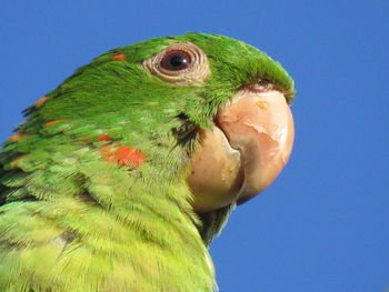 Close-up of a bird