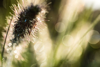 Close-up of flowering plant against blurred background