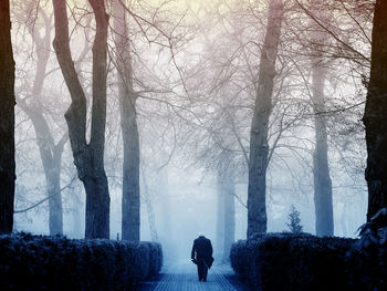 Rear view of man walking on footpath amidst bare trees during winter