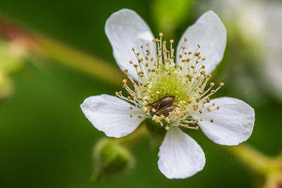 Close-up of flower against blurred background