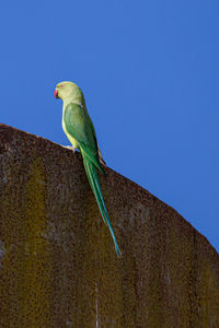 Low angle view of parrot perching on wall against clear blue sky