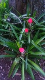 Close-up of flowers growing outdoors