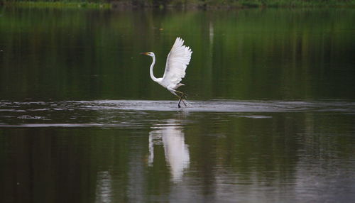 Gray heron on lake