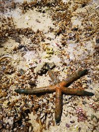 High angle view of starfish on sea shore