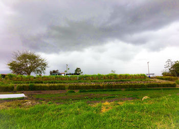 Scenic view of agricultural field against sky