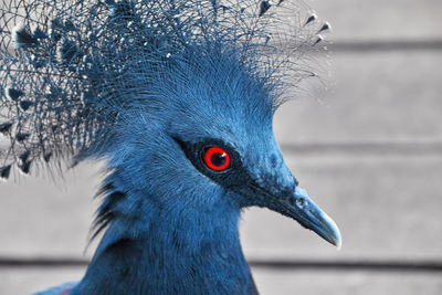 Victoria crowned pigeon side view profile of the head with the typical blue turquoise coloration