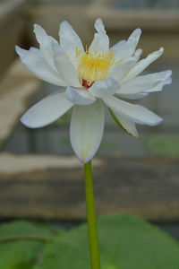 Close-up of white flower blooming outdoors