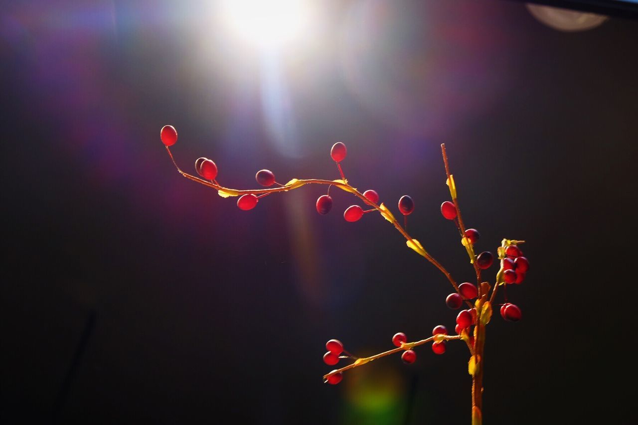 lens flare, no people, focus on foreground, close-up, red, nature, illuminated, beauty in nature, sunlight, outdoors, low angle view, sky, growth, light - natural phenomenon, plant, multi colored, vulnerability, fragility, day, sunbeam