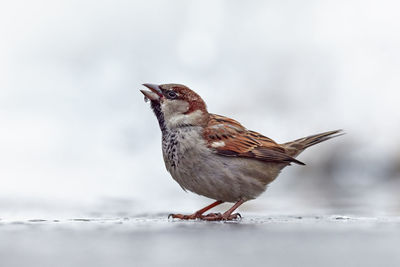 Close-up of sparrow on land