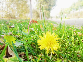 Close-up of yellow dandelion flower in garden