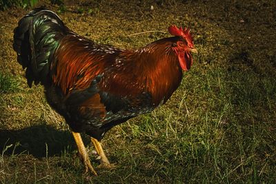 View of a rooster on land