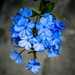 Close-up of blue flowers blooming outdoors