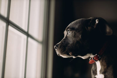 Side profile of pitbull looking out window.