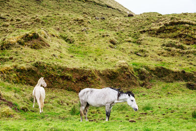 Horse in a field