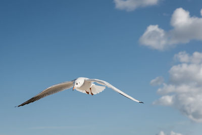 Low angle view of seagull flying against sky