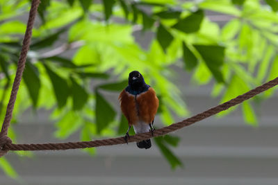 Bird perching on branch