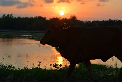 Side view of cow on field against sky during sunset