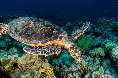 High angle view of turtle in sea