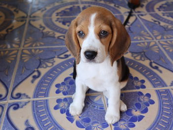 Close-up portrait of dog sitting on tiled floor