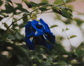 Close-up of blue flower on plant