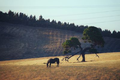 Horses in a field