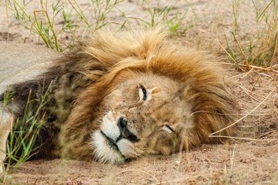 Portrait of cat resting on grass