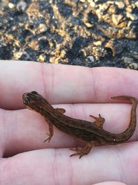 Close-up of hand holding lizard