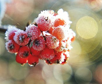 Close-up of raspberries