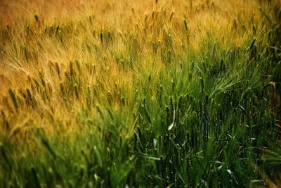 Full frame shot of crops on field