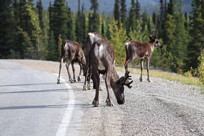 View of horse running on road