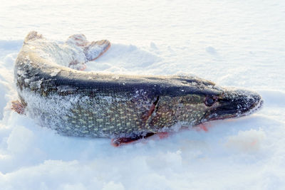 Close-up of dead fish in snow