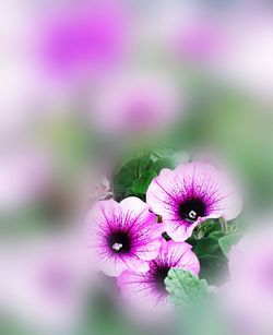 Close-up of pink flowers