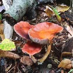 High angle view of mushroom growing in water