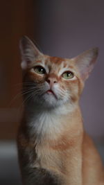 Close-up portrait of a cat looking away